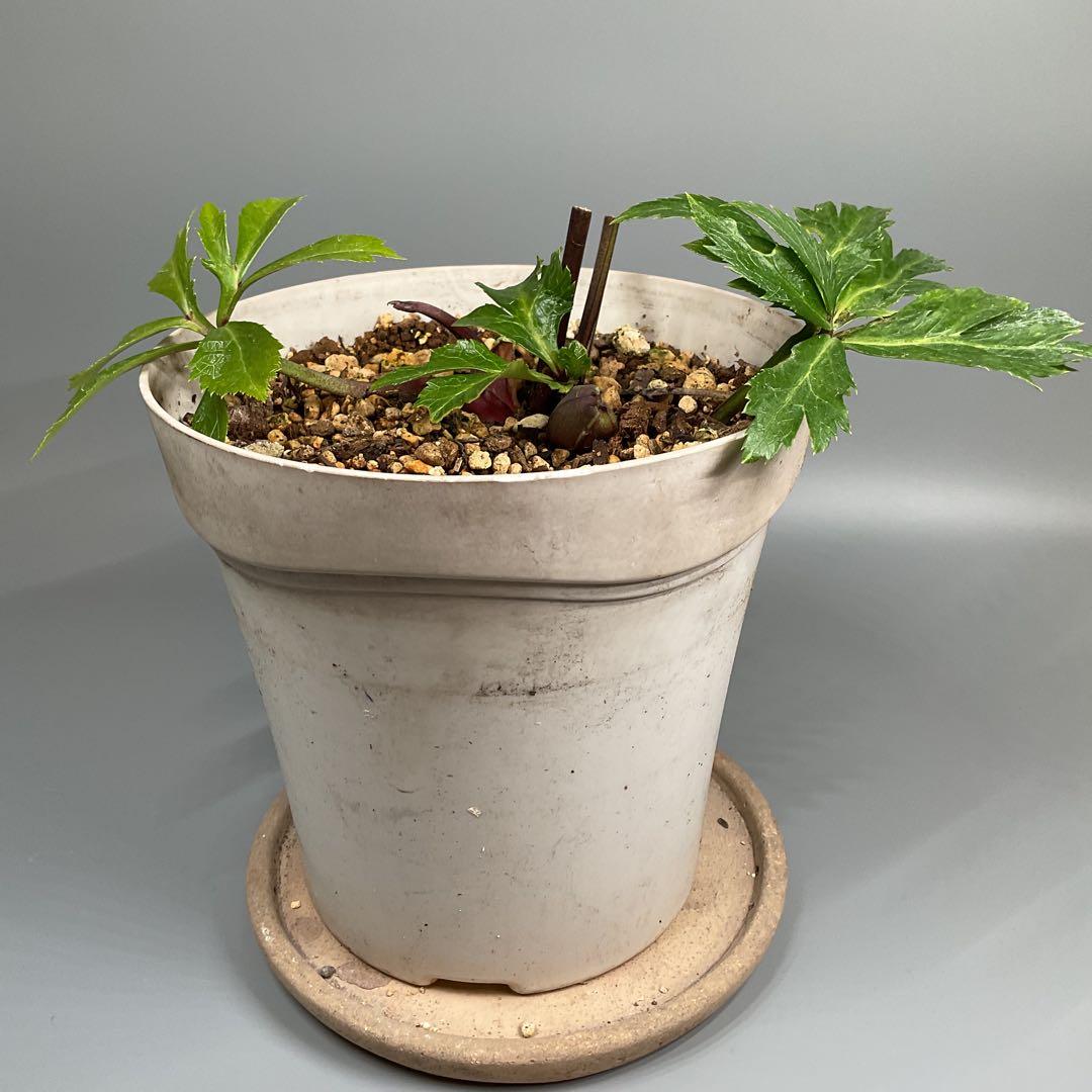 クリスマスローズ ピンクイエローグラデーション