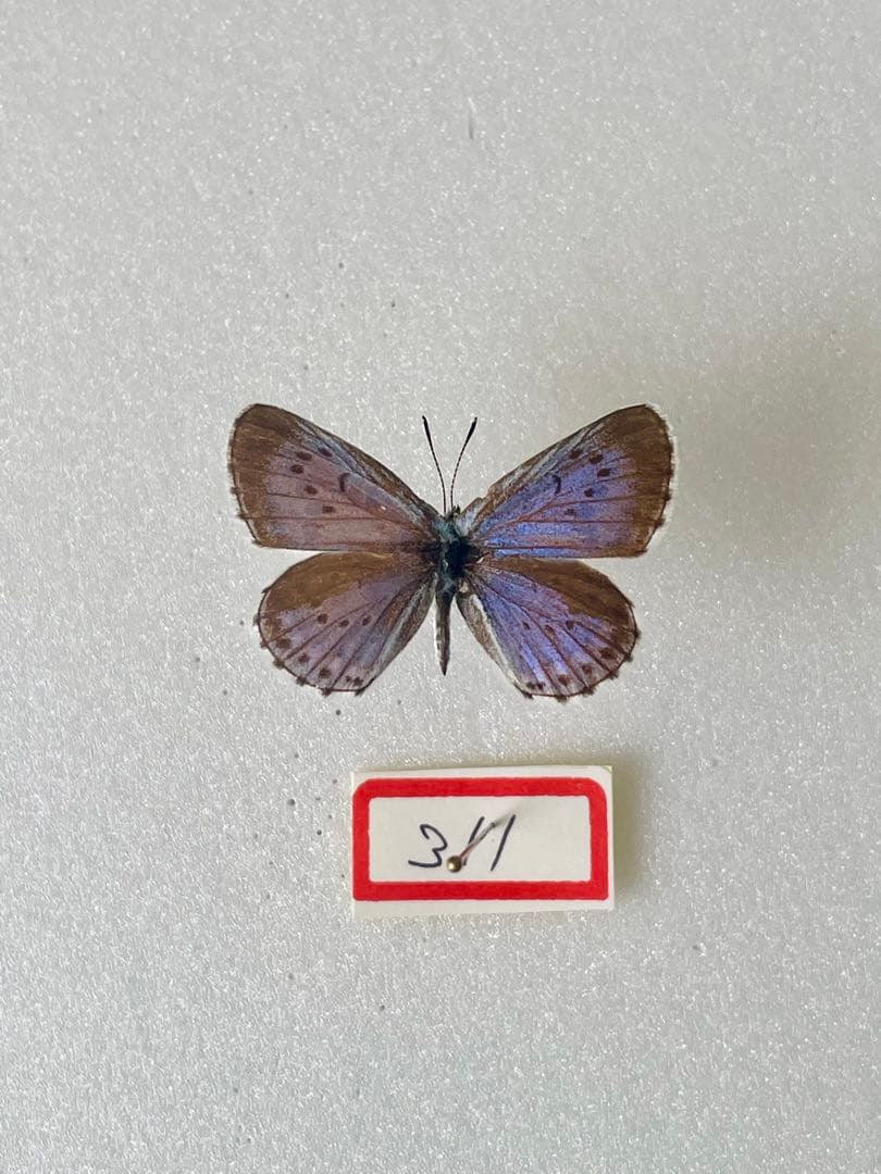 【1967年採集】オオルリシジミ（メス、青森県岩木山嶺）