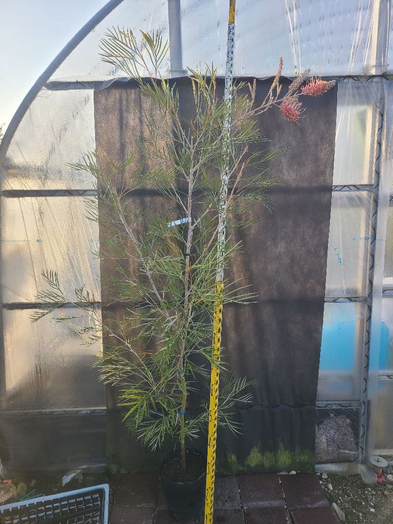 【花芽付き・大株】グレビレア ピンクサプライズ 7号鉢 高さ約200cm 希少