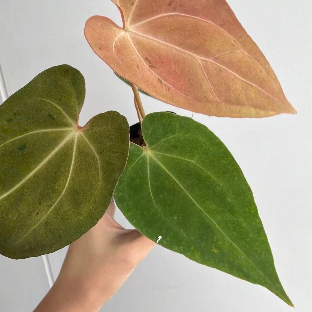 Anthurium ‘Mint King’ アンスリウムミントキング 3