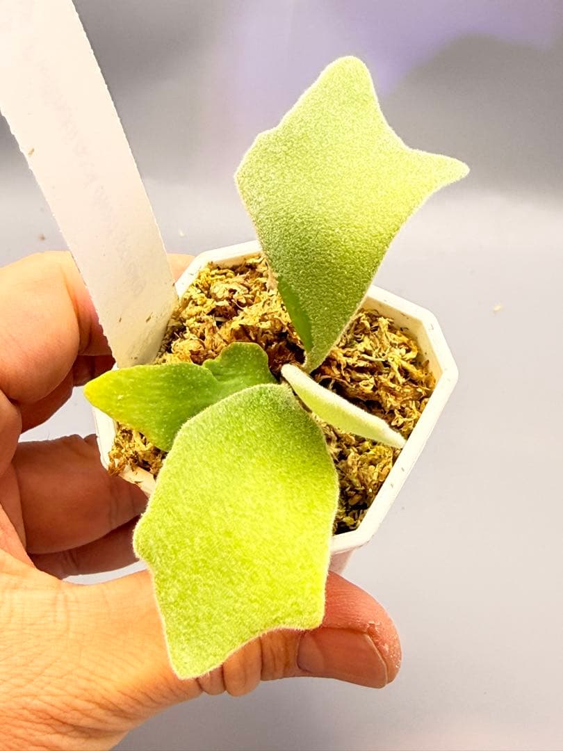 しーあ　ビカクシダ　P.willinckii Dwarf Nook