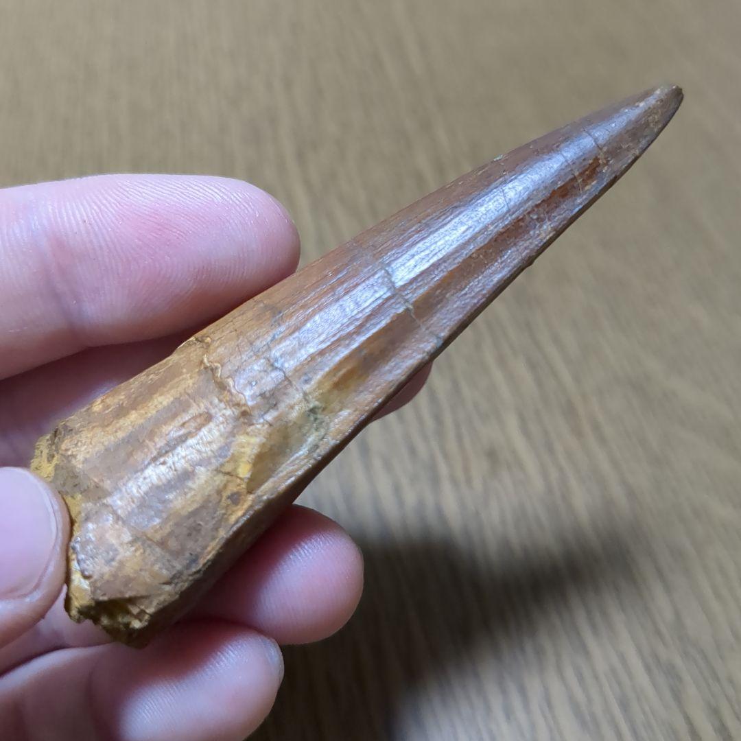 恐竜 化石 スピノサウルスの歯化石　　（値下げ交渉 可能‼️）