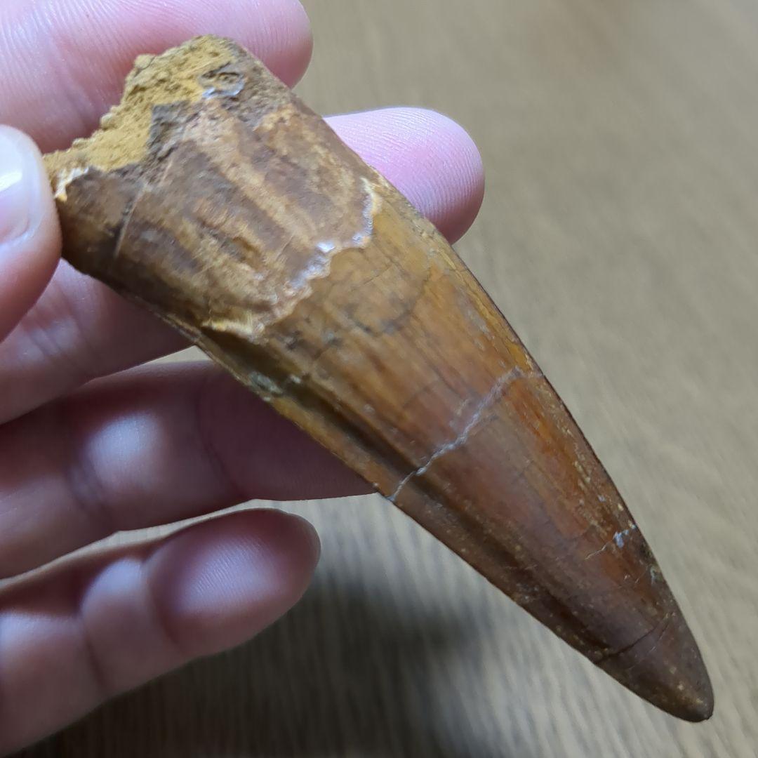 恐竜 化石 スピノサウルスの歯化石　　（値下げ交渉 可能‼️）