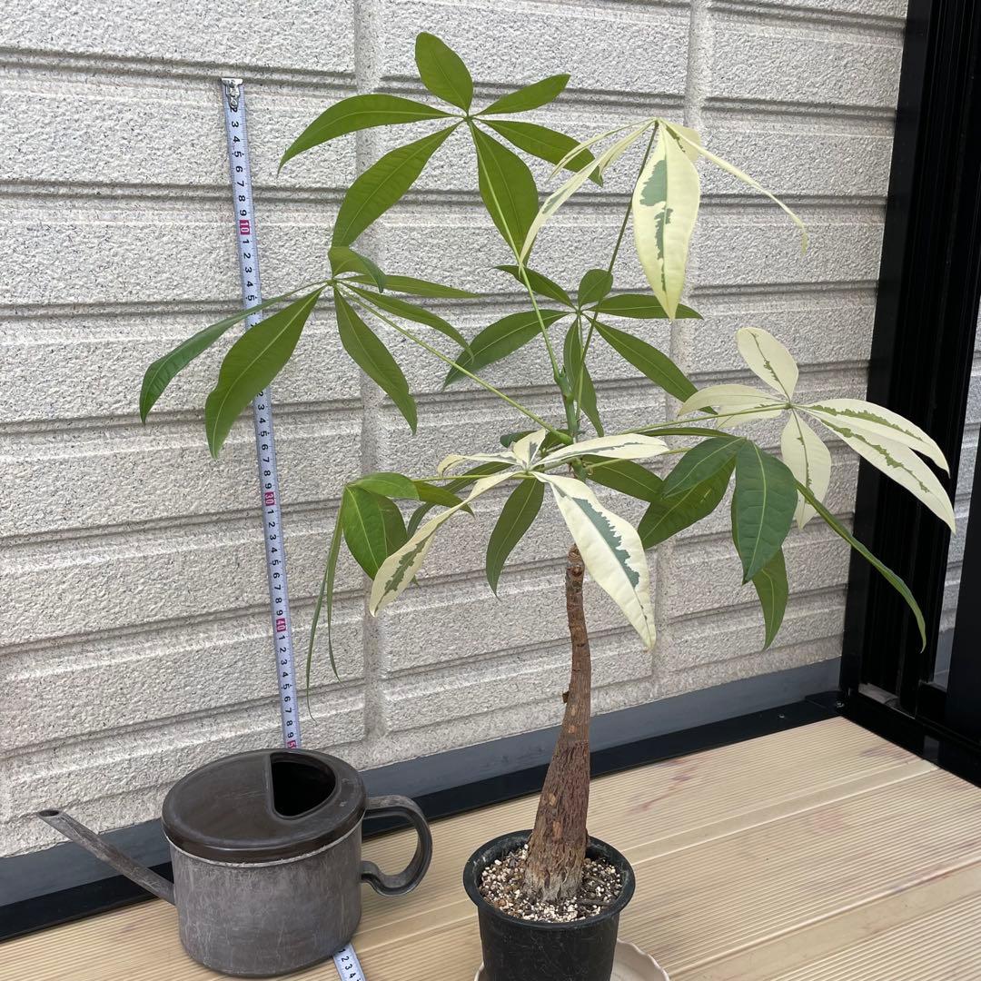 斑入りパキラ ムーンライト 希少 実生