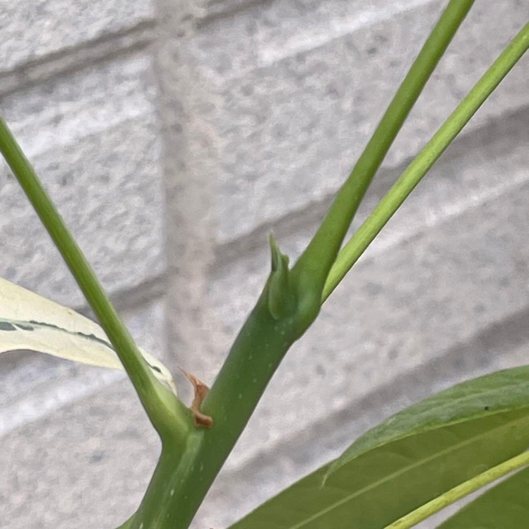 斑入りパキラ ムーンライト 希少 実生