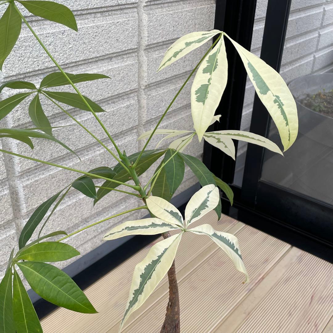 斑入りパキラ ムーンライト 希少 実生