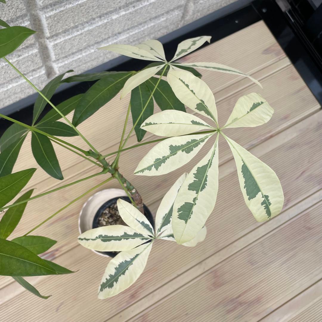 斑入りパキラ ムーンライト 希少 実生