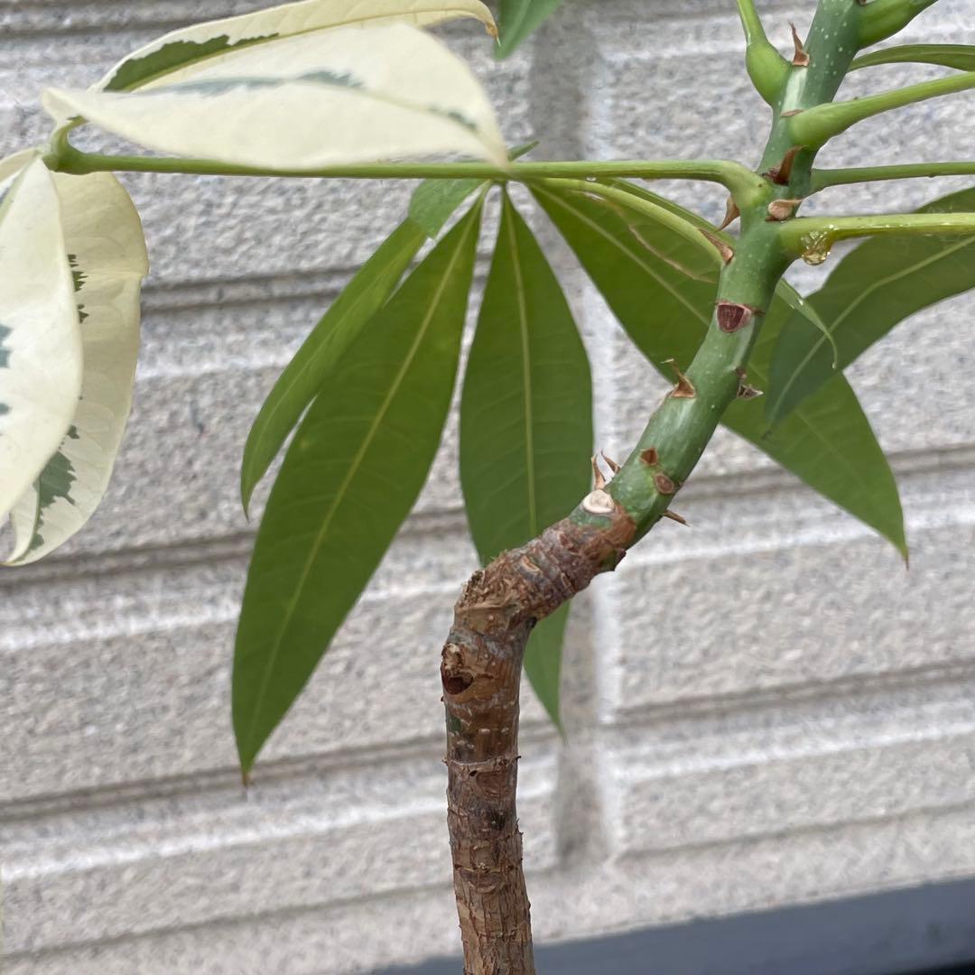 斑入りパキラ ムーンライト 希少 実生