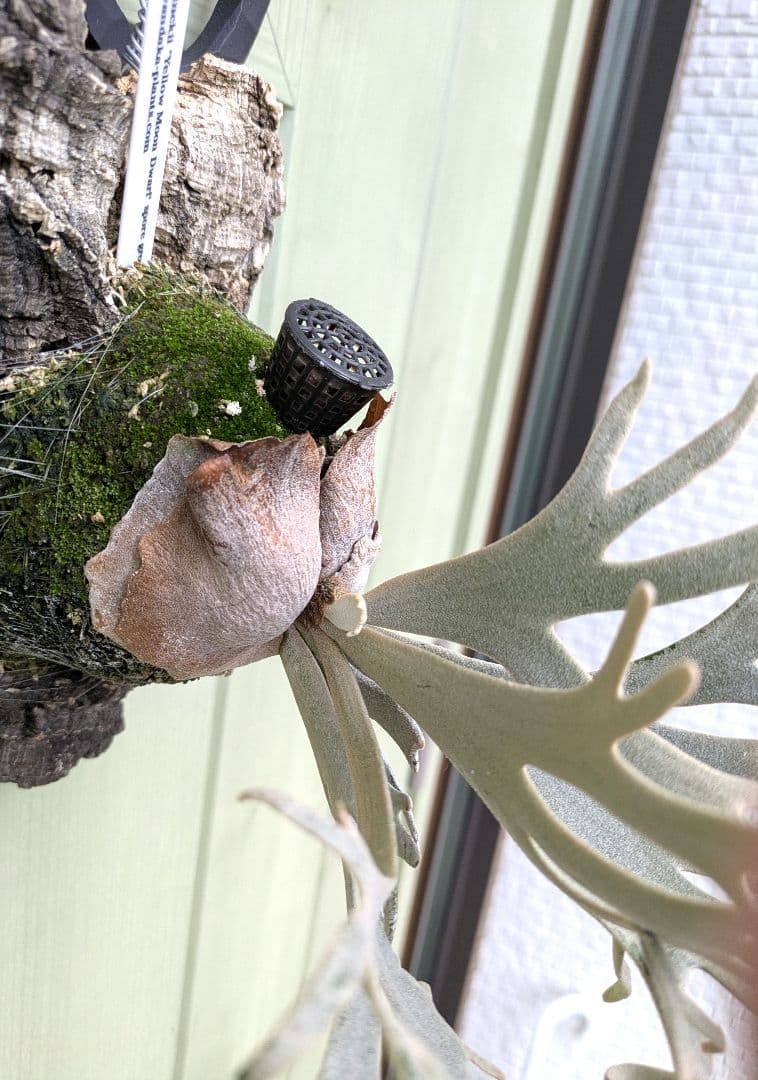 ビカクシダ☆yellow moon dwarf spore☆selected株