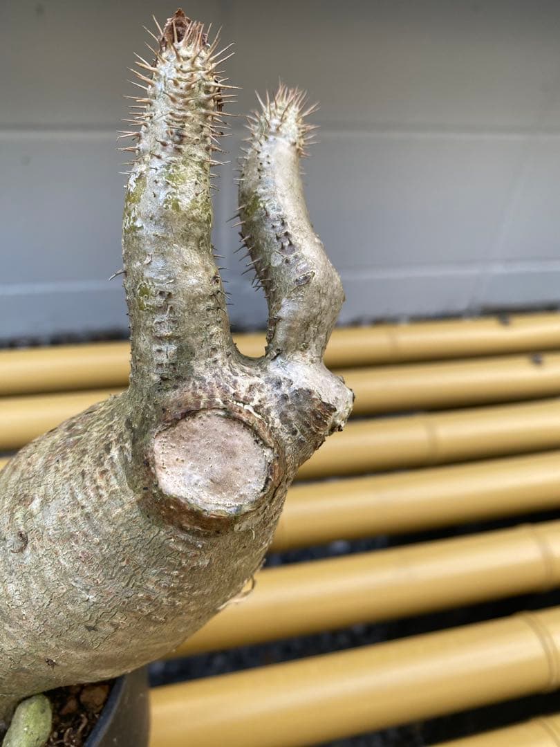 パキポディウム　グラキリス　二頭