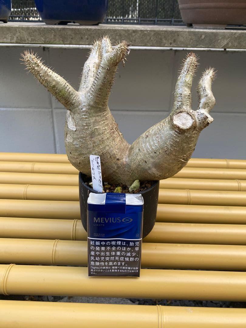 パキポディウム　グラキリス　二頭