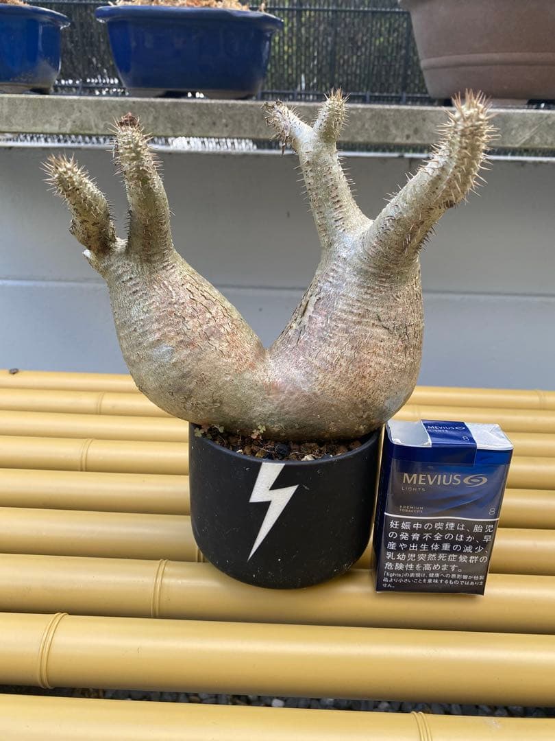 パキポディウム　グラキリス　二頭