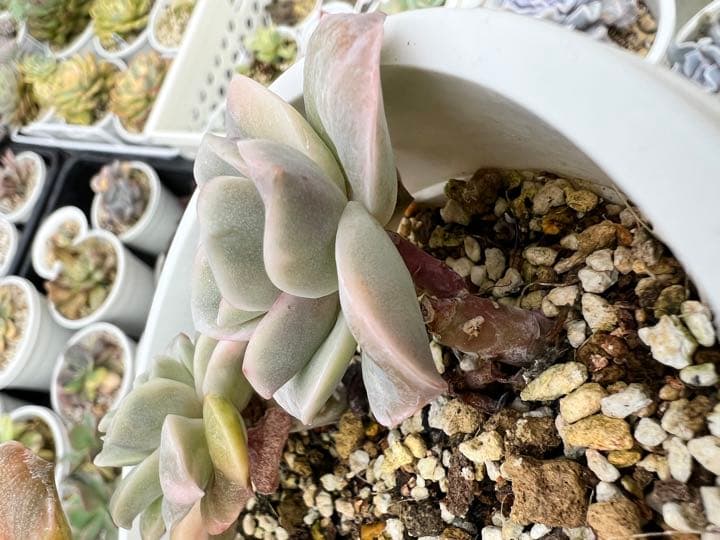 ラブリーローズ錦  白斑 ✨抜き苗✨