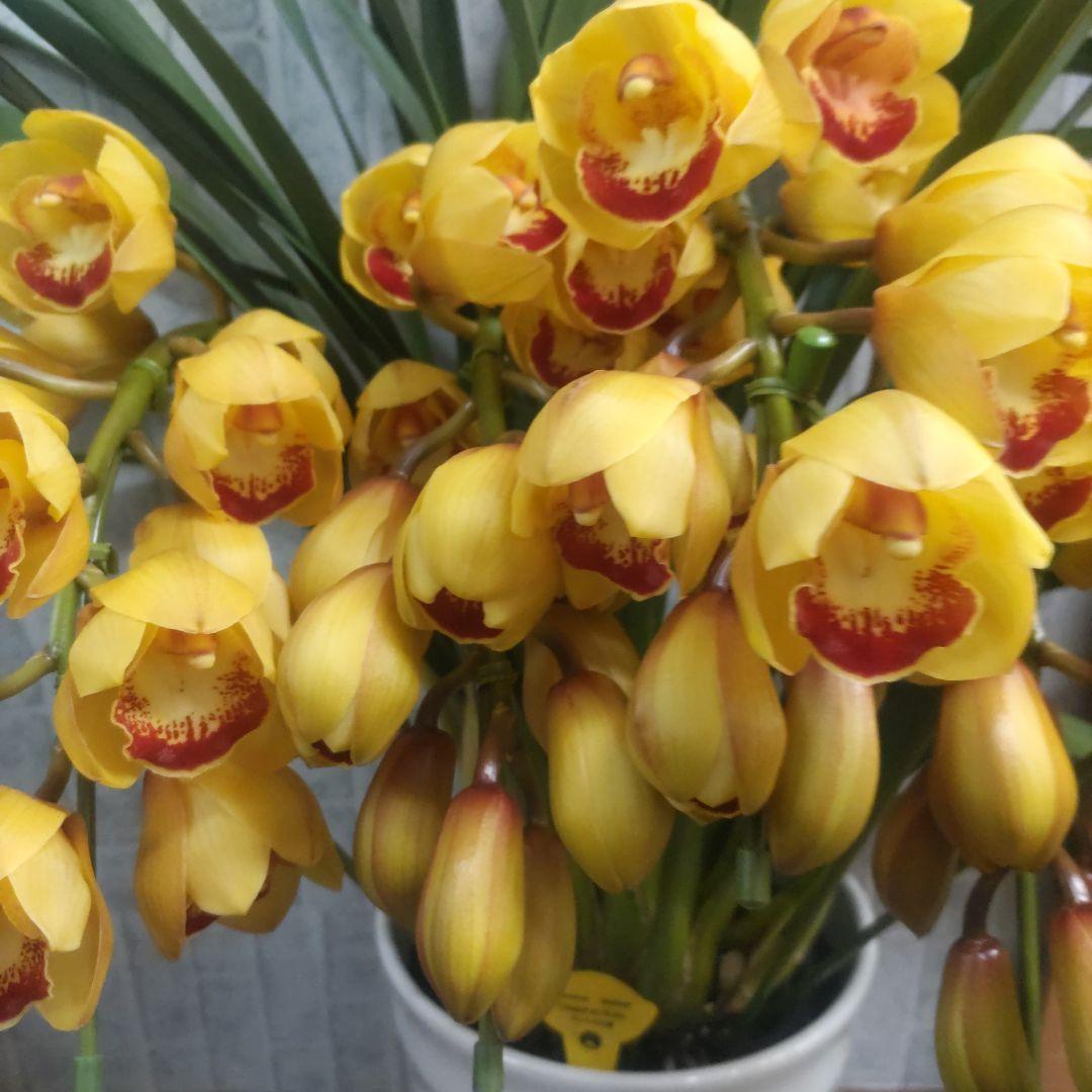 ⭐️シンピジュームアーチ５本立ち⭐️チャペルの鐘