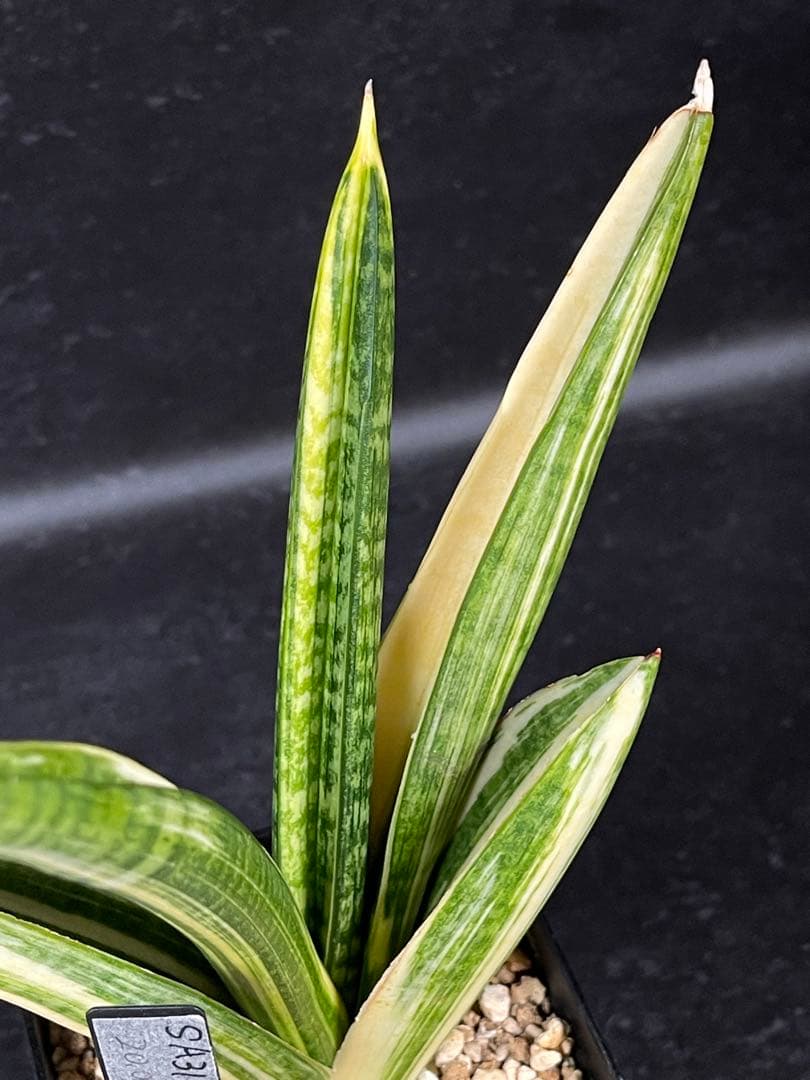 EMP サンセベリア マーシャアンジャニ / SA317