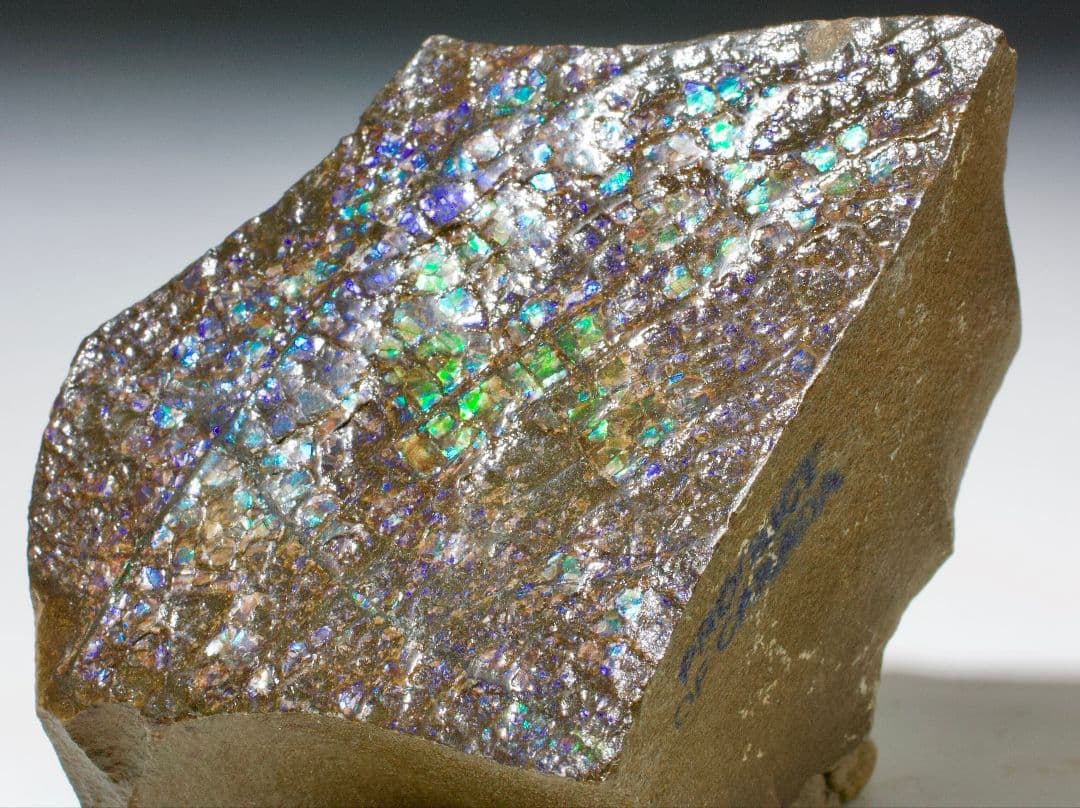 カナダ アンモライト 宝石標本