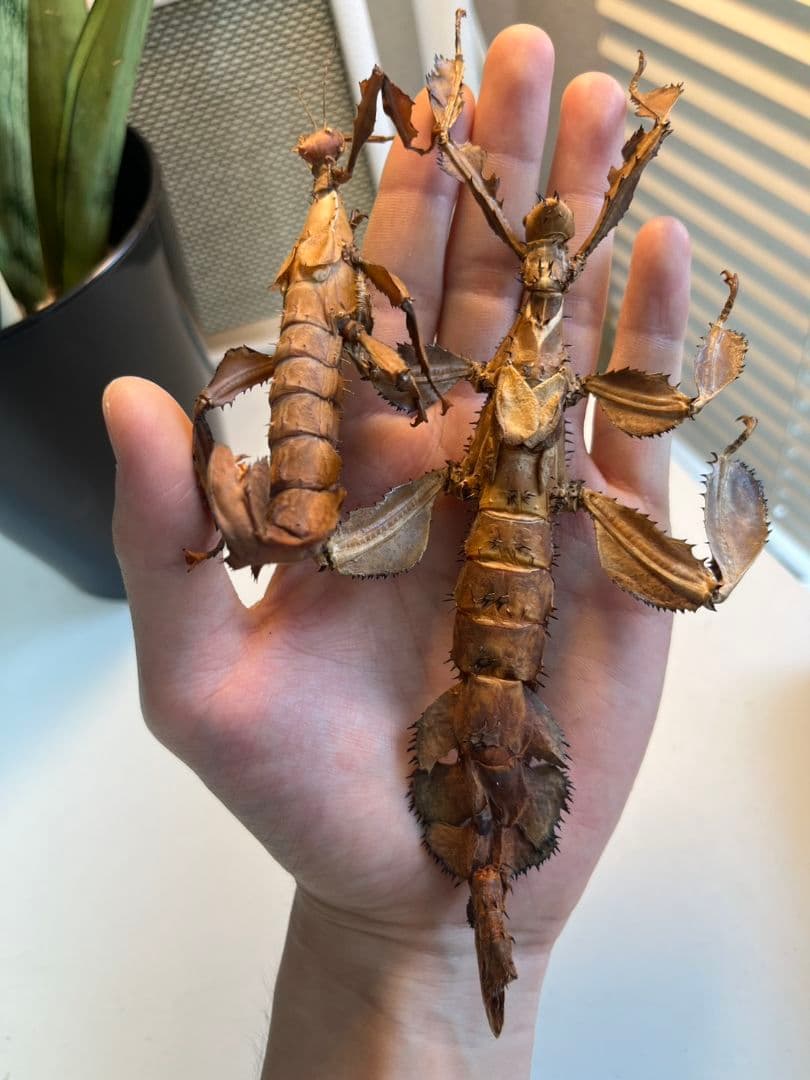 【150mm】ユウレイヒレアシナナフシの昆虫標本 コノハムシ