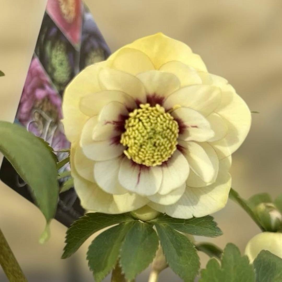 まい様ご依頼品