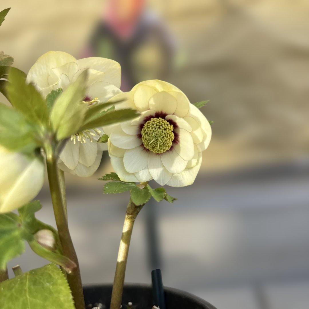 まい様ご依頼品