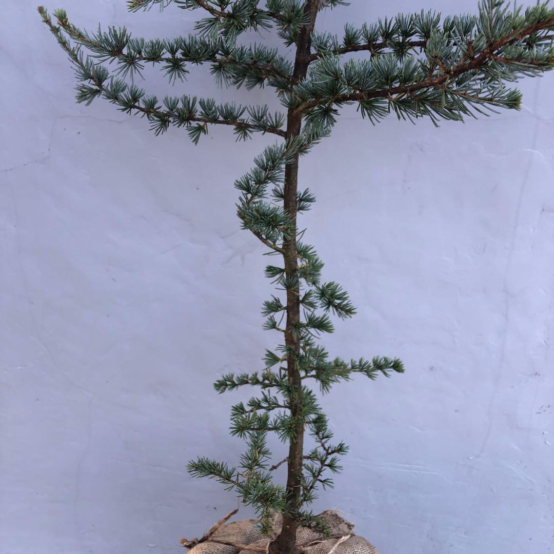 アトラスシーダー　グラウカ　大型