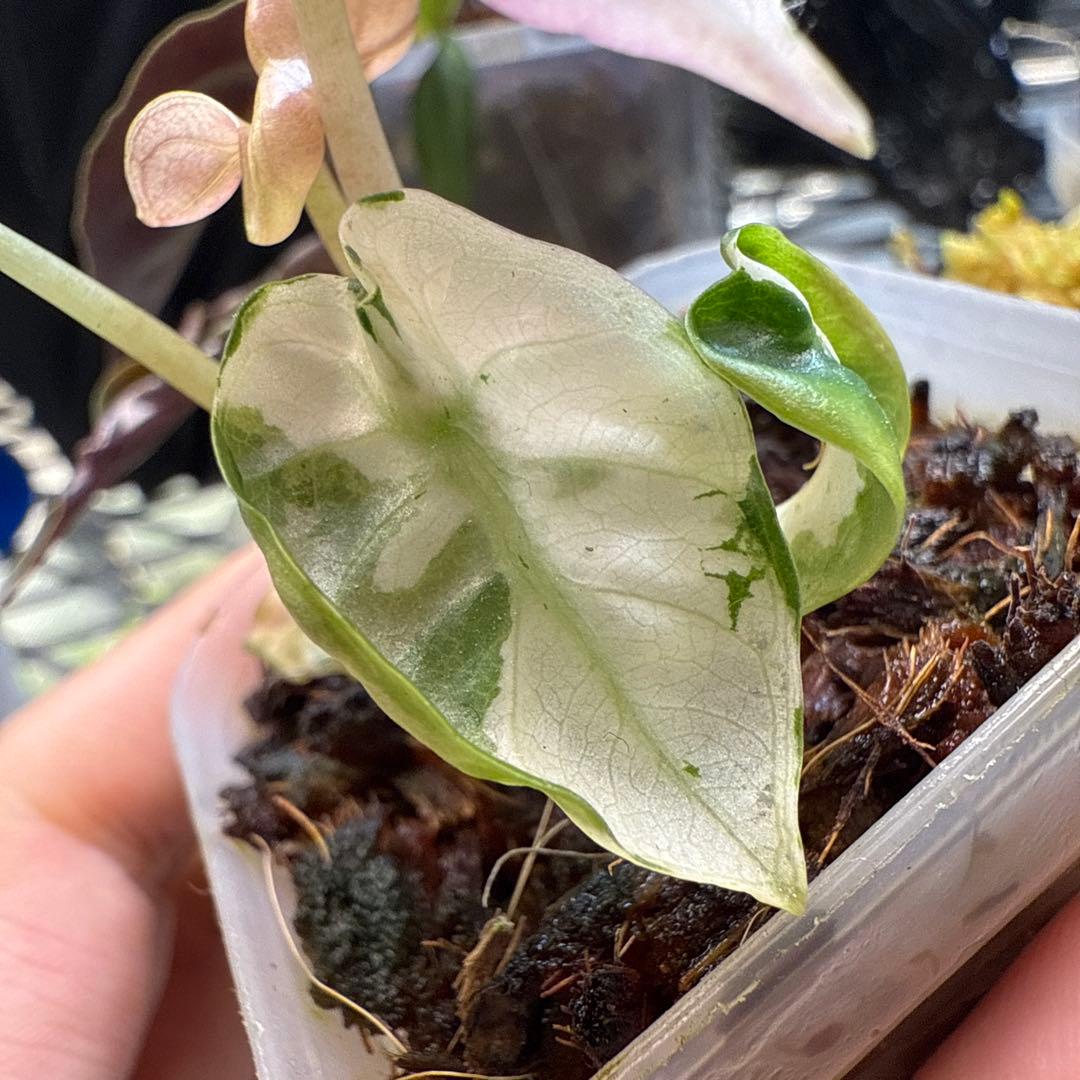 じ*む様 格安 アロカシア ハートバルーン ピンク