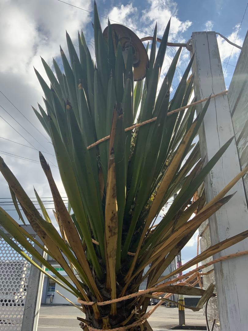 希少ユッカ・カルネロサーナ　ドライガーデン