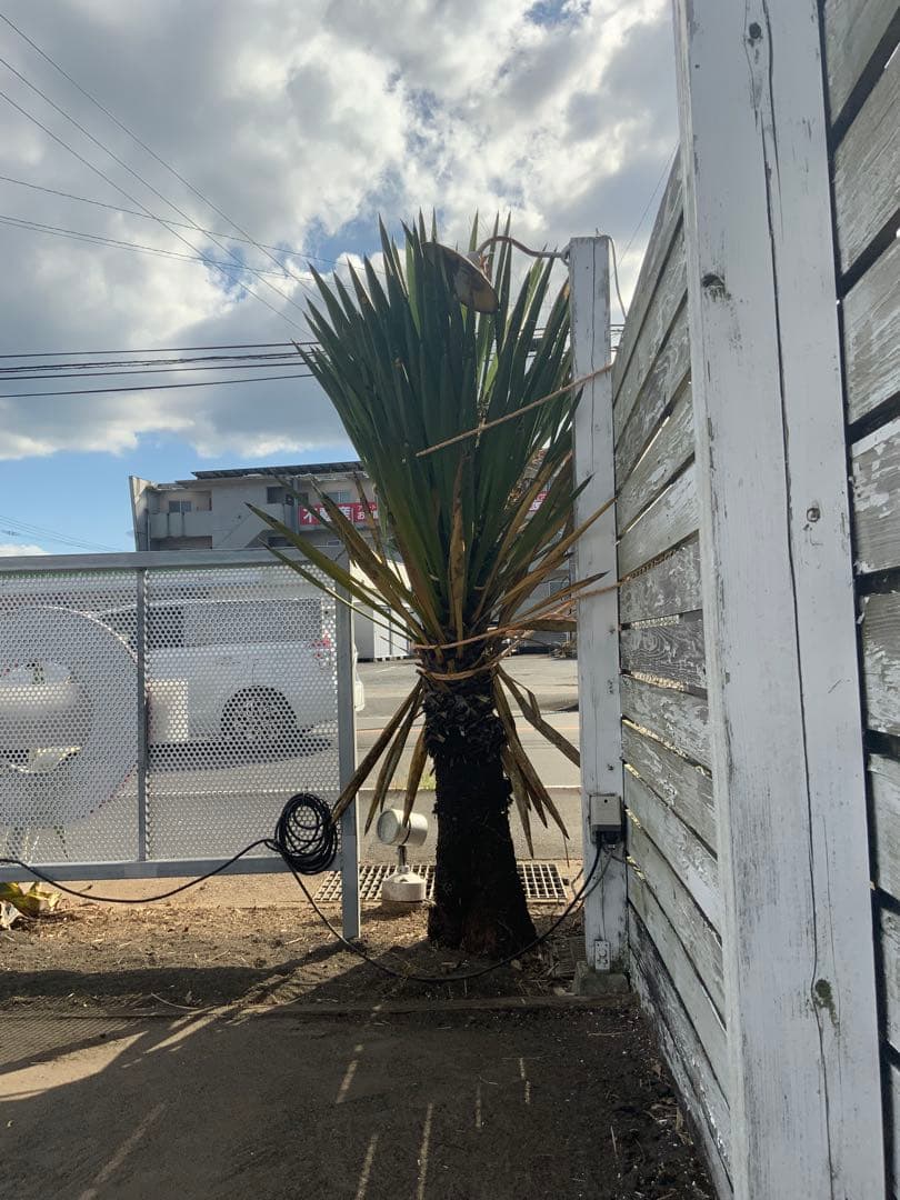 希少ユッカ・カルネロサーナ　ドライガーデン