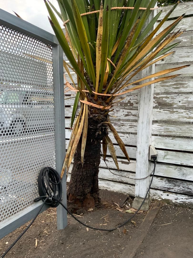 希少ユッカ・カルネロサーナ　ドライガーデン