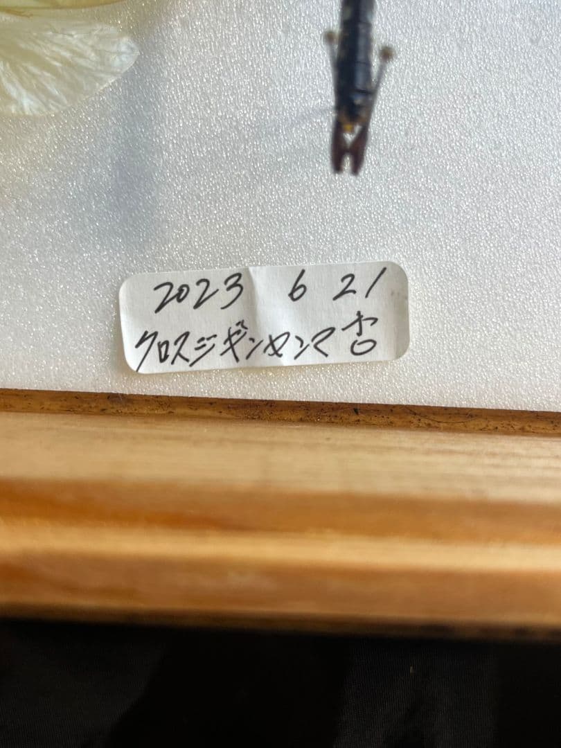 クロスジギンヤンマ 昆虫標本 オニヤンマ トンボ 虫除け ストラップ おにやんま