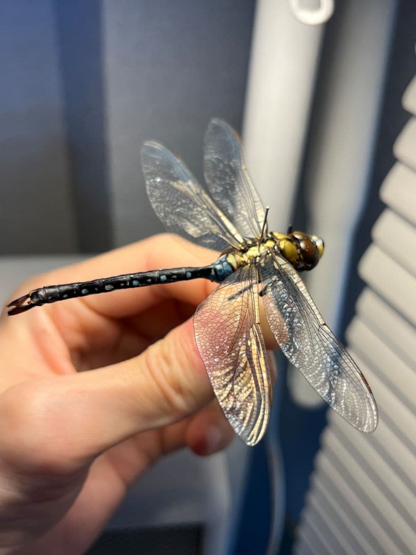 クロスジギンヤンマ 昆虫標本 オニヤンマ トンボ 虫除け ストラップ おにやんま