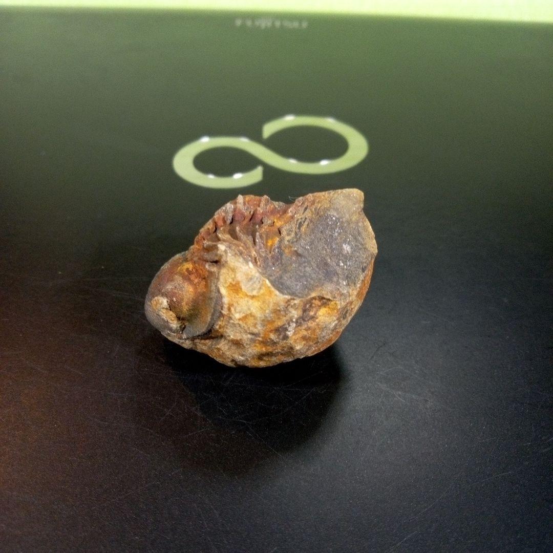 三葉虫　化石　fossil　ボリビア産　トライロバイト　三葉虫個体②