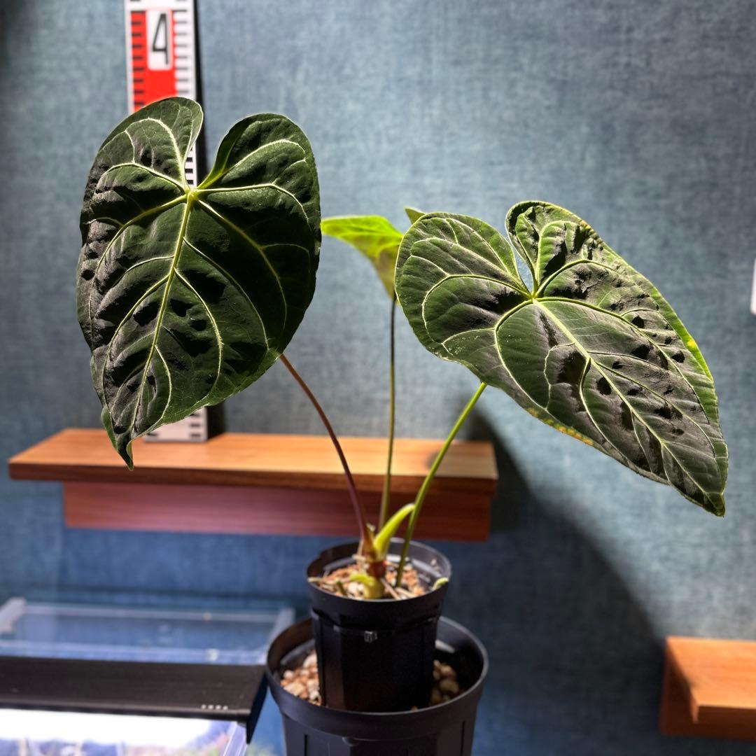 Anthurium regale アンスリウム レガレ