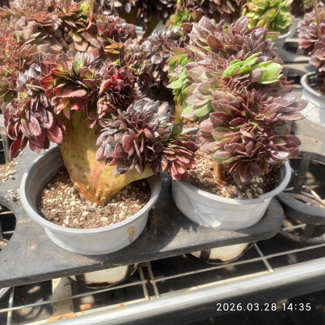 Top【選抜株】多肉植物　23283アエオニウム　ウィッチ 12個　鉢無し/脱土