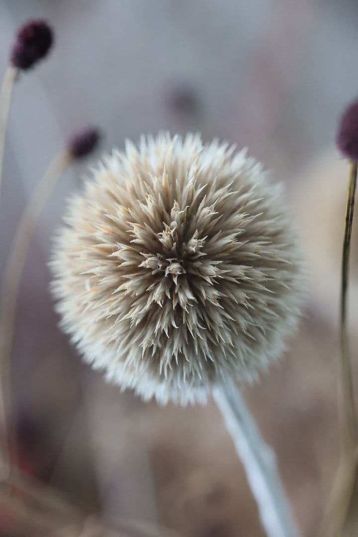 《銘玉》TAMRON SP 90mm F2.5 52B 【光学美品】