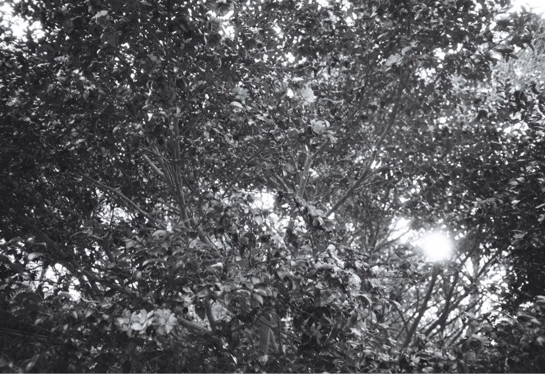 CONTAX T2 シルバー 作例あり 純正ストラップ付 高級フィルムカメラ