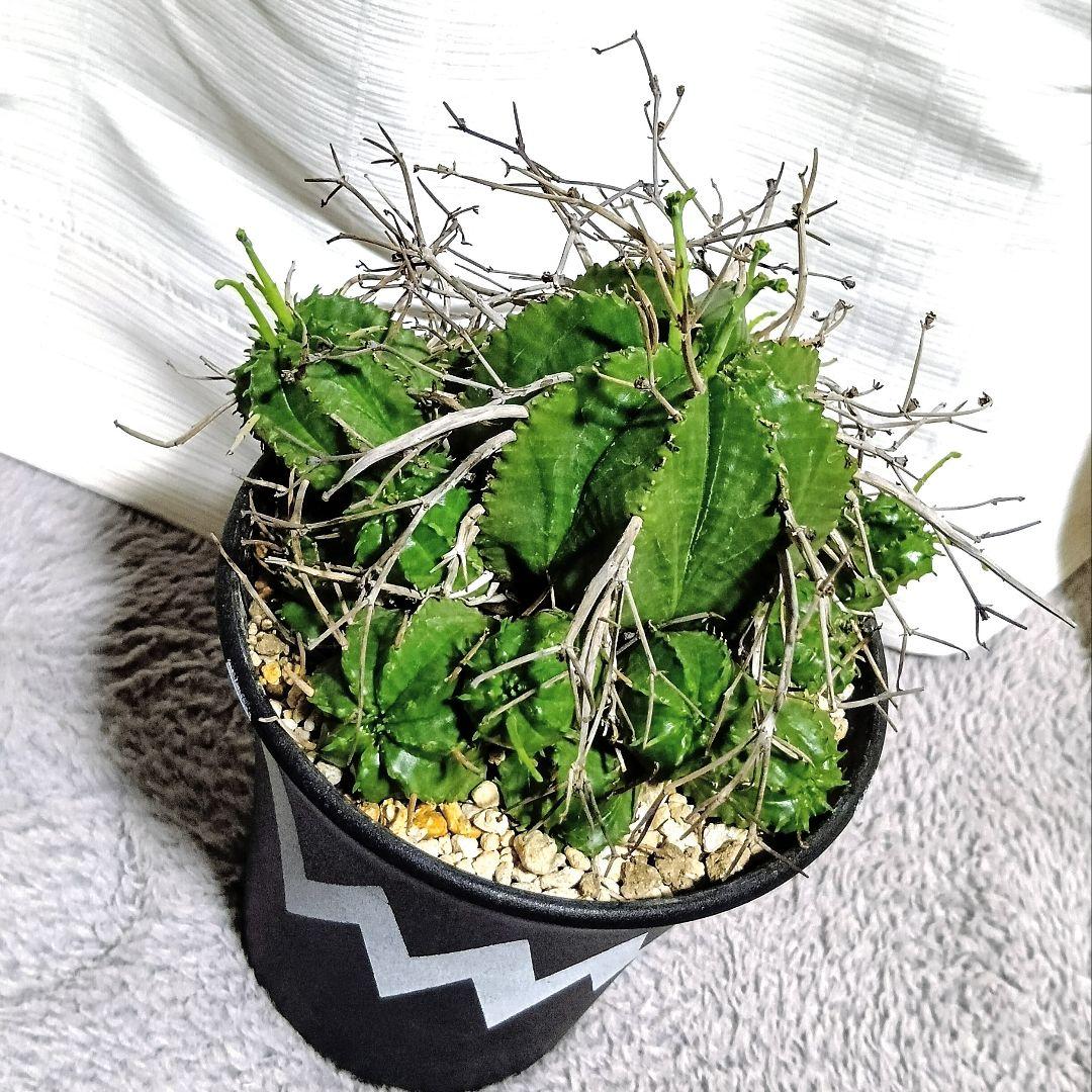 ユーフォルビアバリダ✳️大株 群生 4.5号鉢付き スーパーバリダ