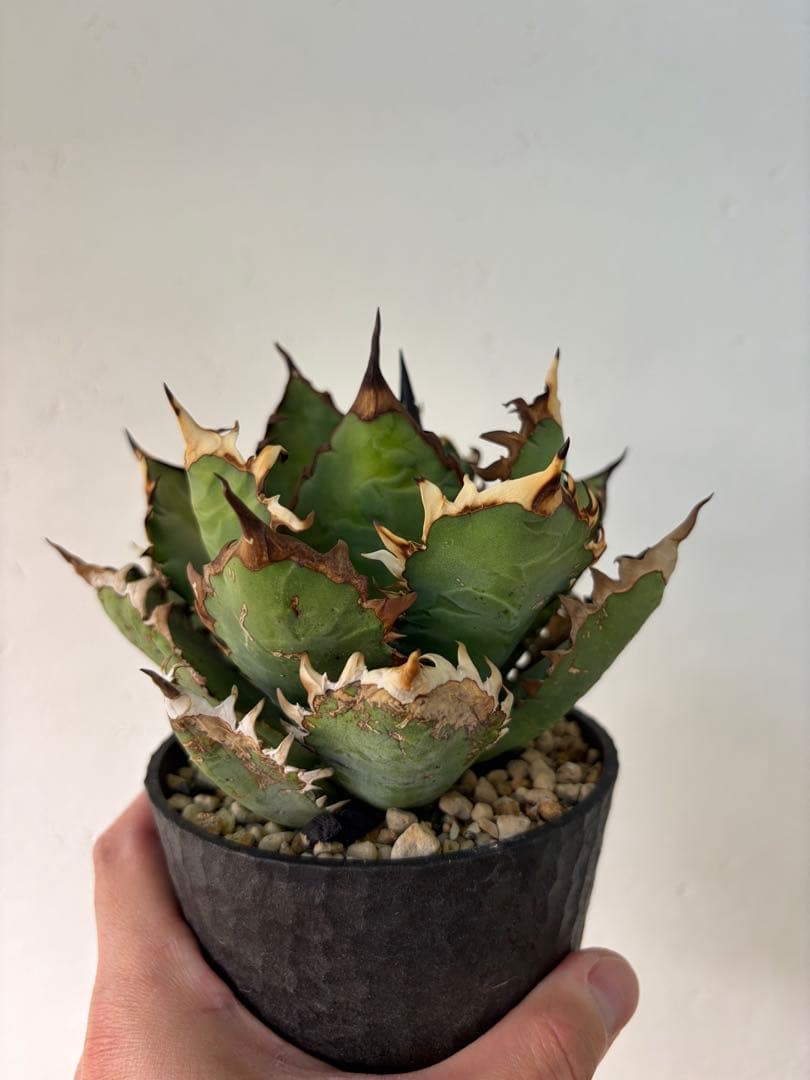 アガベ　大株セット【格安】