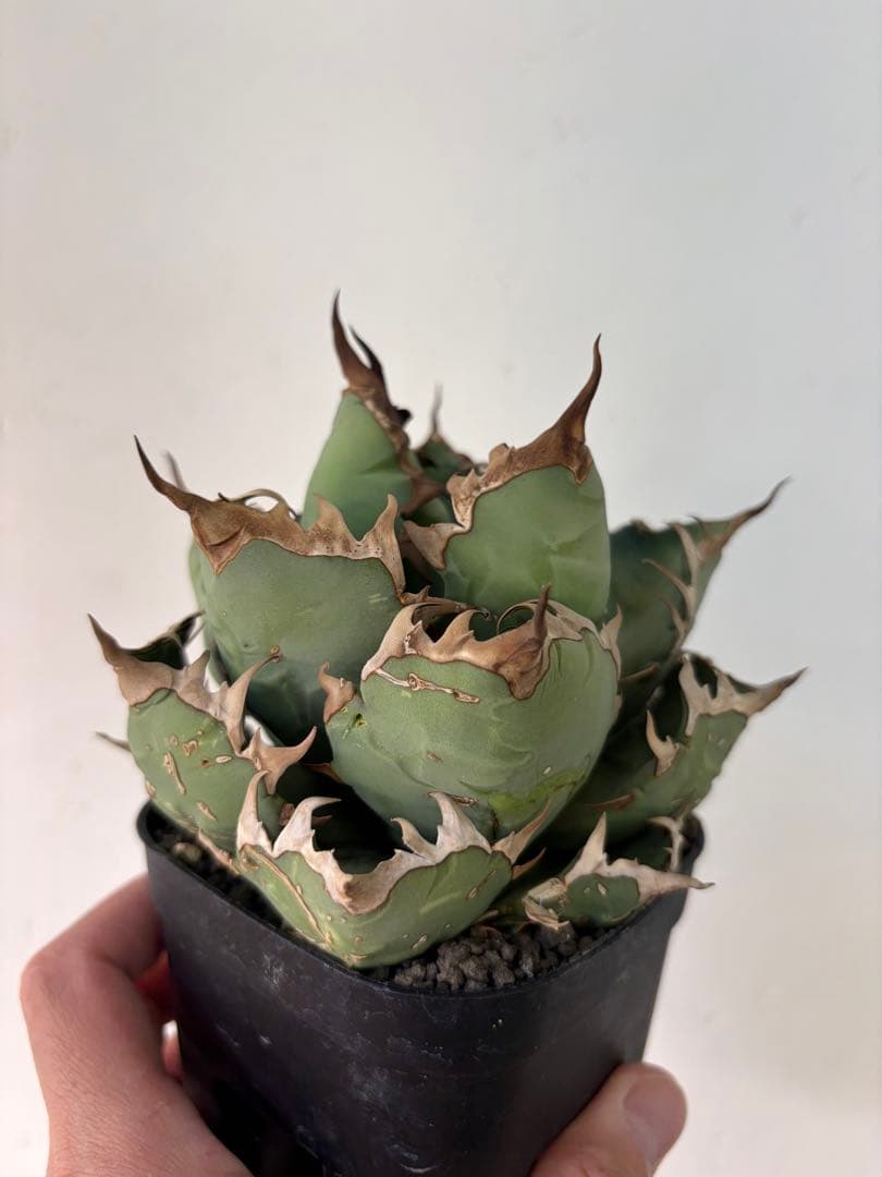 アガベ　大株セット【格安】