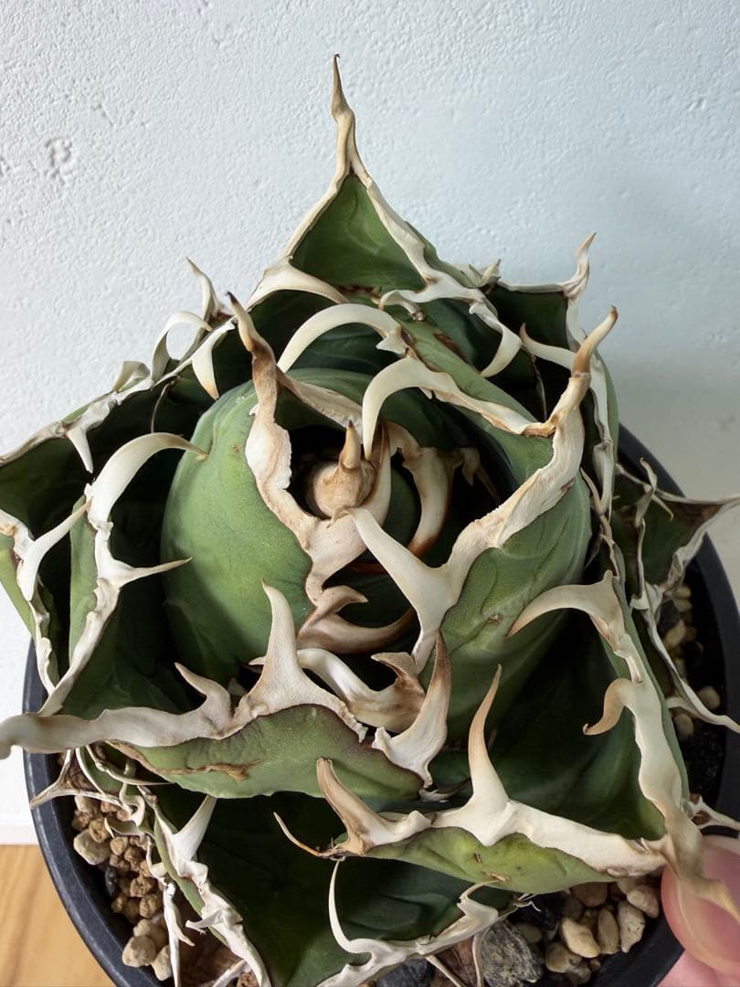 アガベ　大株セット【格安】