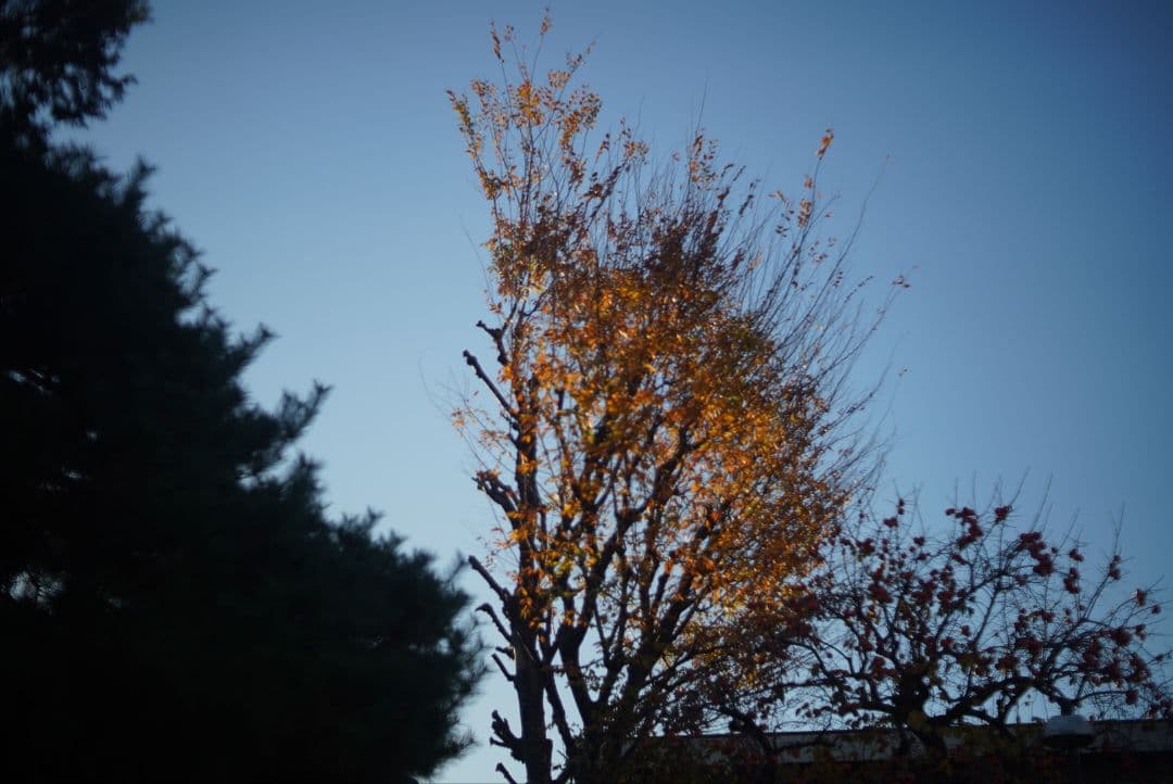 059_KERN MACRO SWITAR AR マクロ・スイター50/1.8