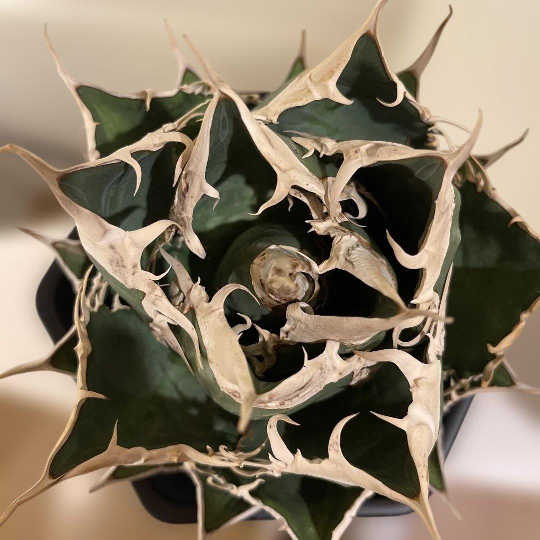 アガベ オテロイ 緑幽霊 初代親株 A128