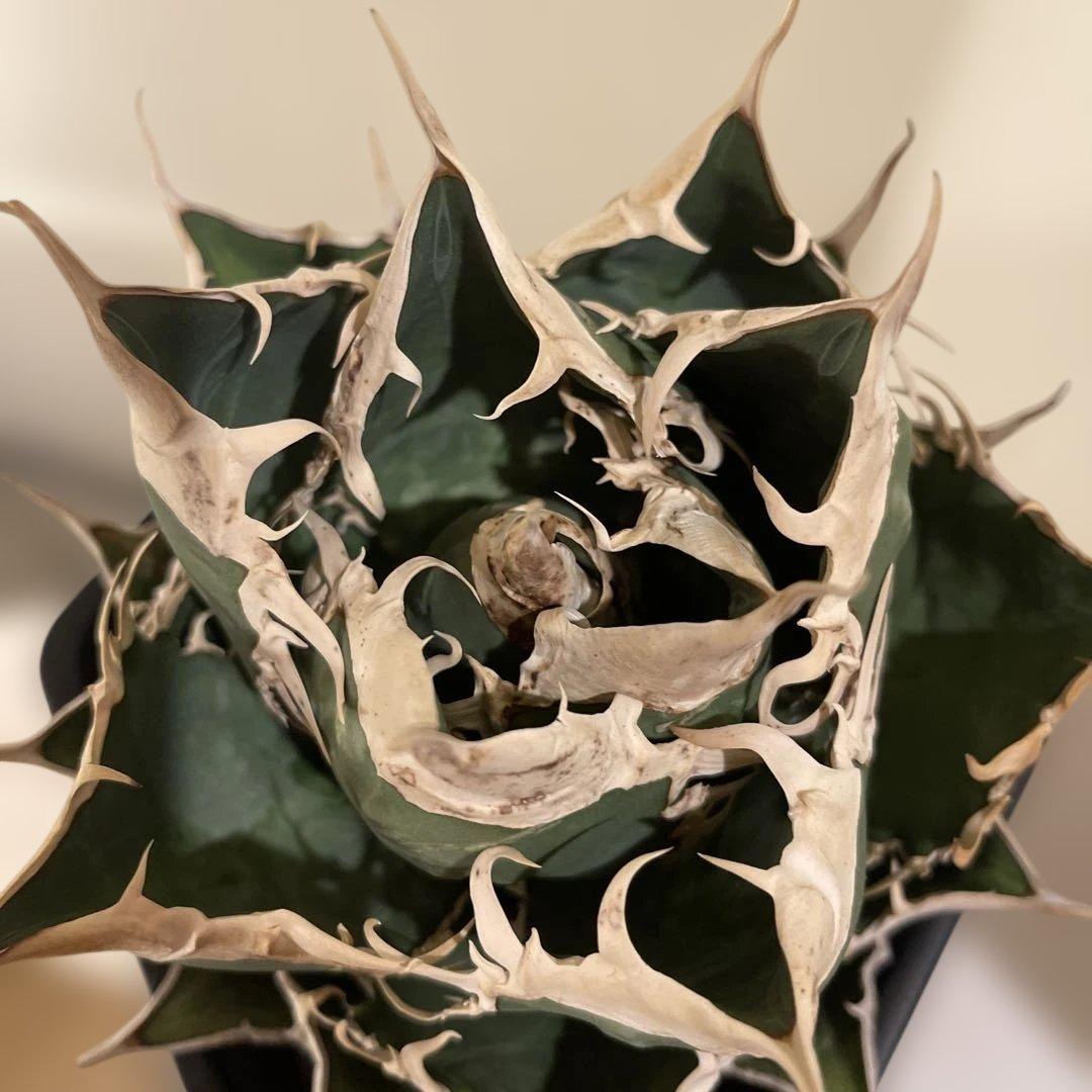 アガベ オテロイ 緑幽霊 初代親株 A128