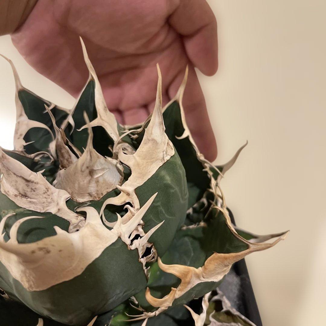 アガベ オテロイ 緑幽霊 初代親株 A128