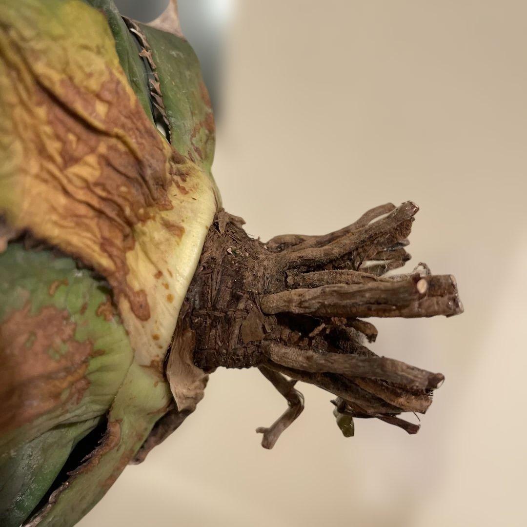 アガベ オテロイ 緑幽霊 初代親株 A128