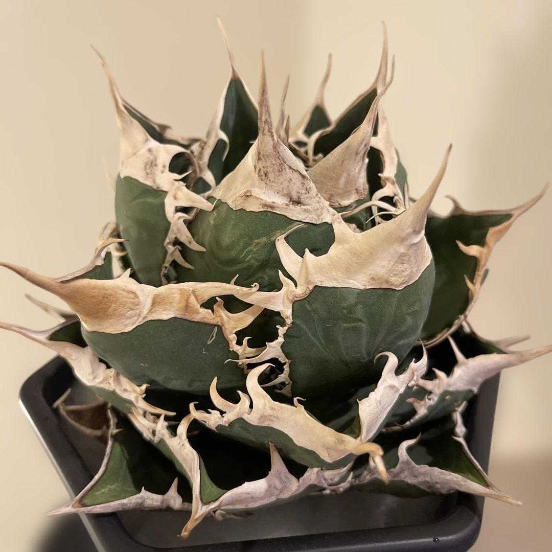 アガベ オテロイ 緑幽霊 初代親株 A128