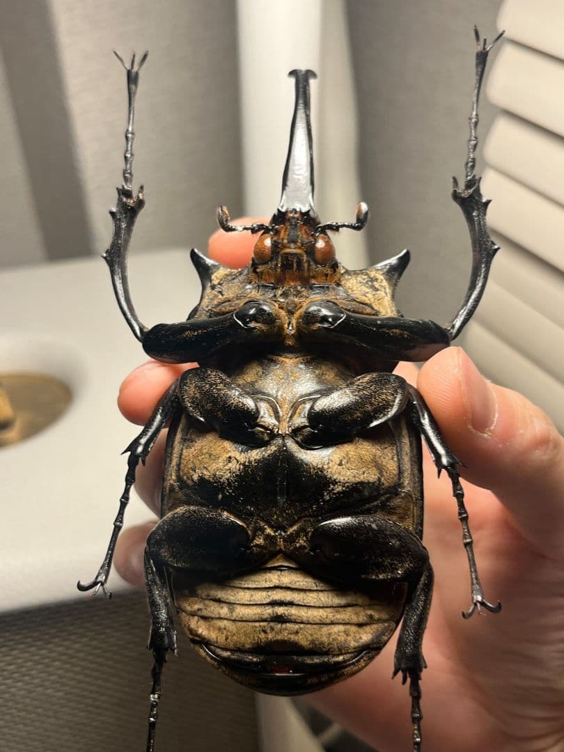 【WC123mm】エレファスゾウカブト コーカサスオオカブト 昆虫標本