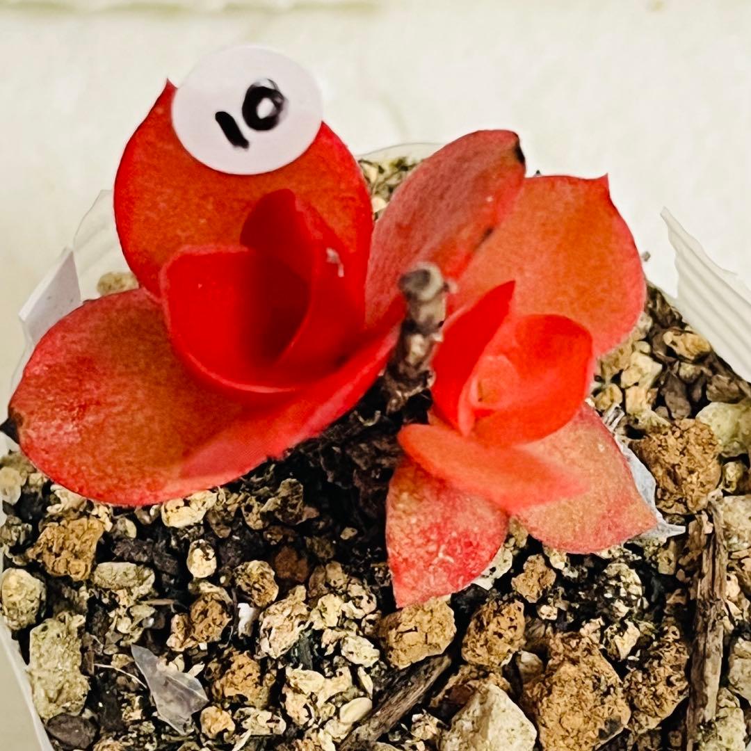 10【現品　カット】りんご火祭り　火祭りの斑入り　小さい　コメント下さい　傷有り