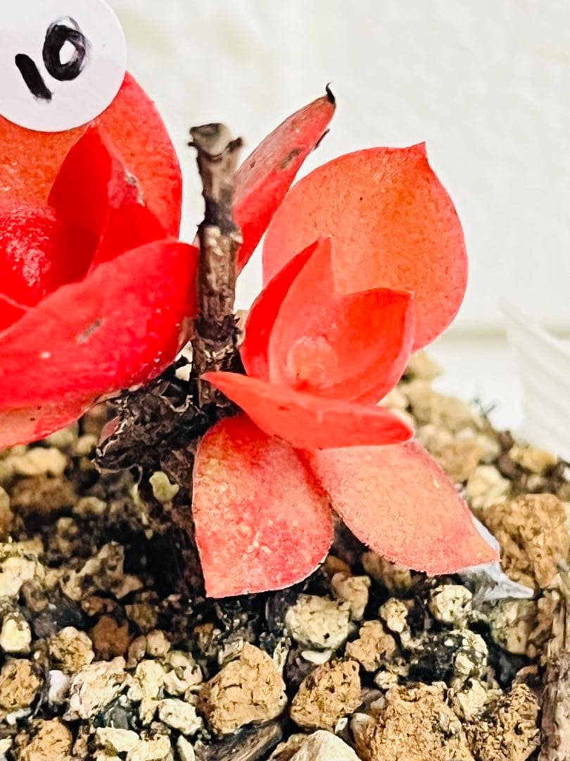 10【現品　カット】りんご火祭り　火祭りの斑入り　小さい　コメント下さい　傷有り