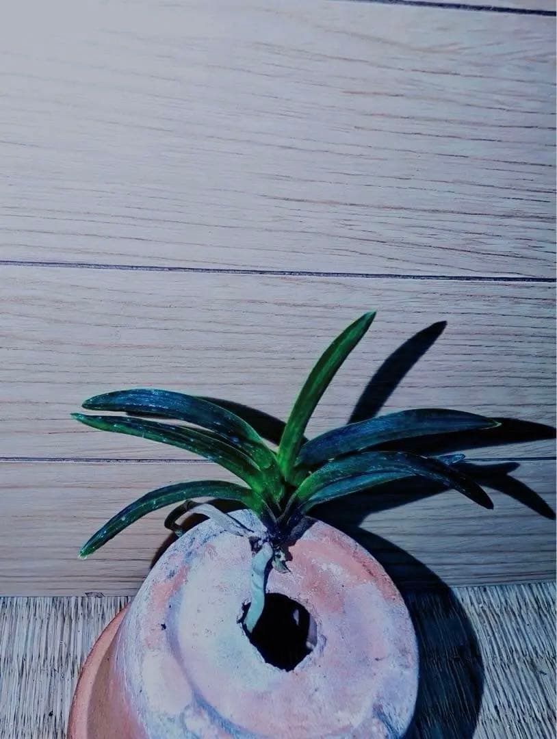 富貴蘭「漆黒黒牡丹」極上木②