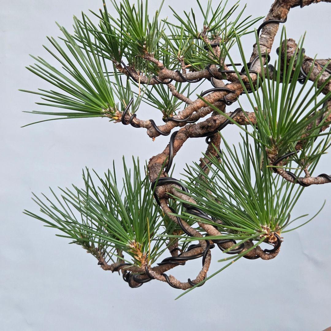 黒松　[変わり木]　中品盆栽素材